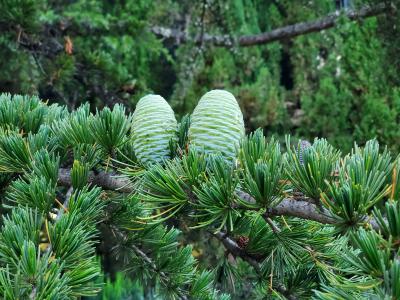 Прикрепленное изображение: 20200620_194359.jpg